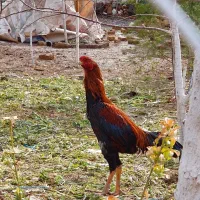 خروس لاری تاج مهر اصیل