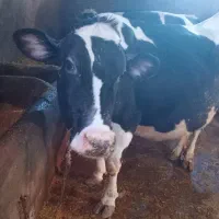 گاو|حیوانات مزرعه|کوهین, |دیوار