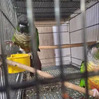 پرنده طوطی گرینجیک|پرنده|کاشان, فاز ۲ ناجی آباد|دیوار