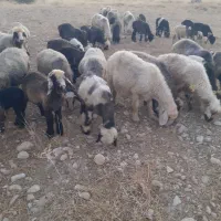 میش بره دار