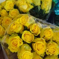 گل طبیعی رز هلندی شاخه ای 25|گل و گیاه طبیعی|رامهرمز, |دیوار