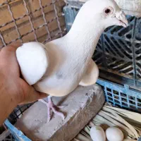 سفید ماده دورگ