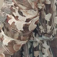 پرده|پرده، رانر، رومیزی|رودهن, |دیوار