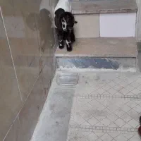 اجاره خونه ۹۰متر زیر بنا دوطبقه