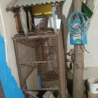 قفس آهنی|لوازم جانبی حیوانات|بند زرک, |دیوار