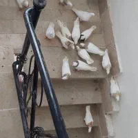 طوقی‌‌هفترنگ‌دم‌سفید‌کله‌ساده‌چپ‌سرور