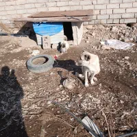 سگ پژدر|سگ|ماکو, |دیوار