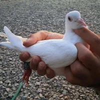 کفتر جوجه