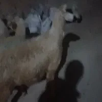 گوسفند