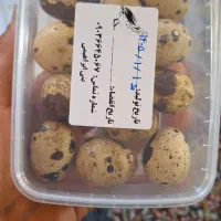 تخم بلدرچین