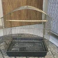 قفس کاسکو طوطی عروس هلندی