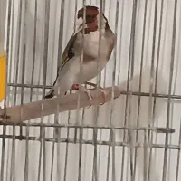 سهره