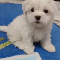 توله مالتیز باهوش و با مزه