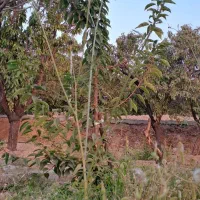 بادام مامایی ۶۰۰تومان وبادام کاغذی ۹۸۰ هزارتومان|خوردنی و آشامیدنی|شاهینشهر, گرگاب|دیوار