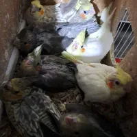 عروس هلندی نرمخور و جوان و بالغ و مولد با تخم