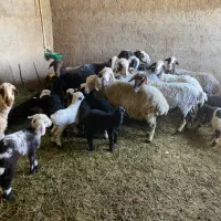 فروش گوسفند ماده|حیوانات مزرعه|زارچ, |دیوار