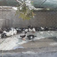 ۳۰۰ عدد ارک چاق و ۵۰۰ عدد مرغ و خروس بصورت یکجا|حیوانات مزرعه|جوادآباد, |دیوار