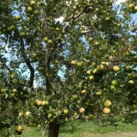 سیب درختی قرمز و زرد