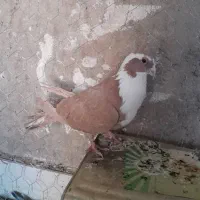 کبوتر دو جفت کله و مخمل|پرنده|شیراز, قلعه نو|دیوار