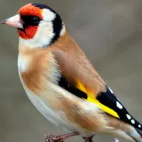 جوجه سهره
