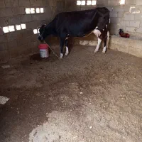 ۱۰۰۰۰