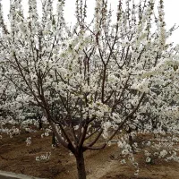 باغچه نقلی معاوضه