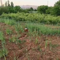 گل محمدی|گل و گیاه طبیعی|سنندج, |دیوار