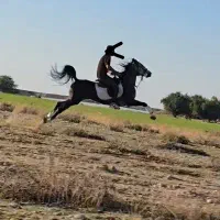 اسب سواریدار