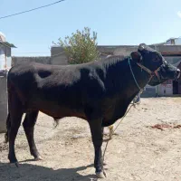 گوساله نر درجه یک دو عدد