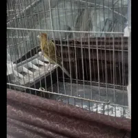 قناری جوجه نر سبز