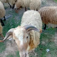 گوسفند نر ۹ ماهه