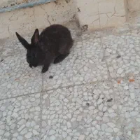 خرگوش نر|موش و خرگوش|جزنیک, |دیوار