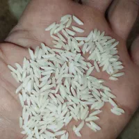 برنج هاشمی درجه ۱|عمده‌فروشی|تبریز, |دیوار