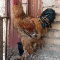 خروس و مرغ برهما