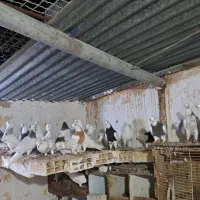 کبوتر طوقی و دوکت موشی سبز وسفید