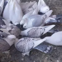 کبوتر ساتن .راعبی .کربلای