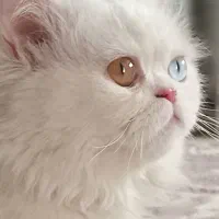 پرشین نر جهت جفگیری|گربه|سنندج, |دیوار