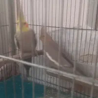 عروس هلندی|پرنده|قم, شاه احمد قاسم|دیوار