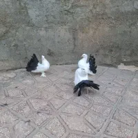 دم چتری|پرنده|قم, شاه ابراهیم|دیوار