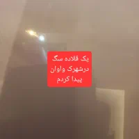 دنبال صاحب سگ هستم