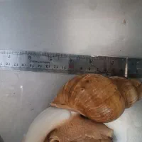 حلزون آلبینو غول پیکر