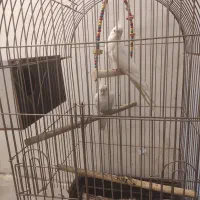 جفت عروس هلندی آلبینو مولد|پرنده|شیراز, تندگویان|دیوار