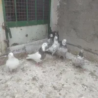 کفتر کبوتر غریبگیری طوقی