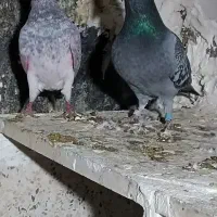 کبوتر نامه بر|پرنده|سرپل ذهاب, |دیوار