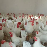 خروس‌ پلت۳ماهه