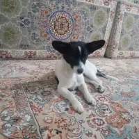 سگ پیداشده|حیوانات|مشکیندشت, |دیوار