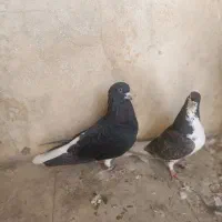 کبوتر کله شهری|پرنده|شیراز, باغ تخت|دیوار