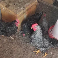 مرغ برا فروش|حیوانات مزرعه|اسکو, |دیوار