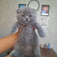 اصیل ترین گربه های بلو وگلد|گربه|جم, |دیوار