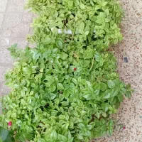 گل طبیعی